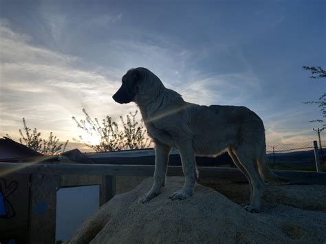 A glorious Kangal : pics