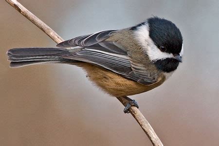 Black-capped Chickadee Facts - NatureMapping