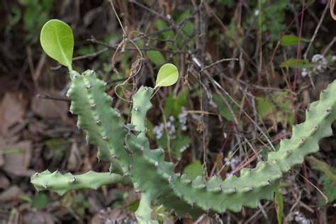 Euphorbia Neriifolia L Dinesh Valke Flickr