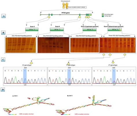 A Schematic Diagram For The Pitx Gene Based Pcr Sscp Sequencing