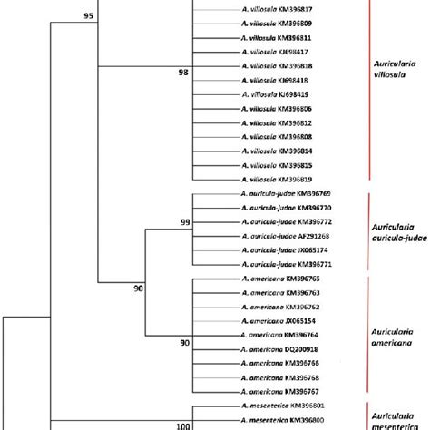 Phylogenetic Tree Reconstructed Using Maximum Likelihood Method Based