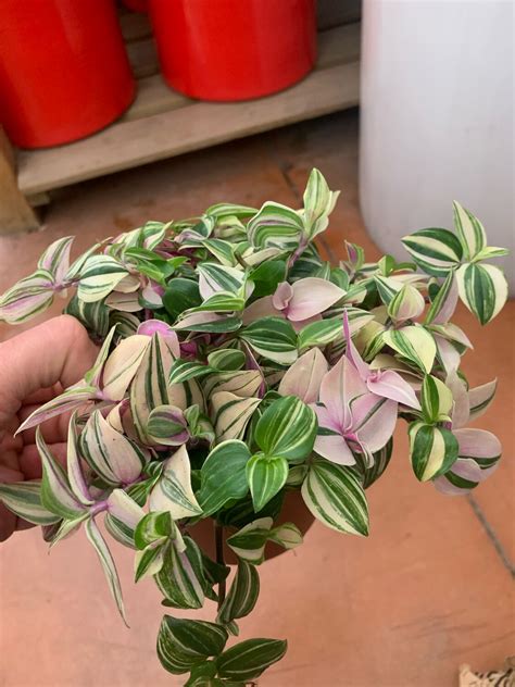 Tradescantia Quadricolor Erba Miseria