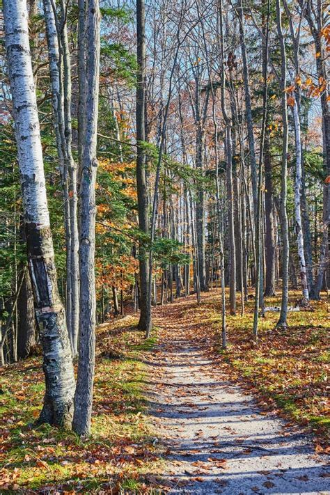 Forest Hiking Trail through the Woods in Late Fall with Leaves on the ...