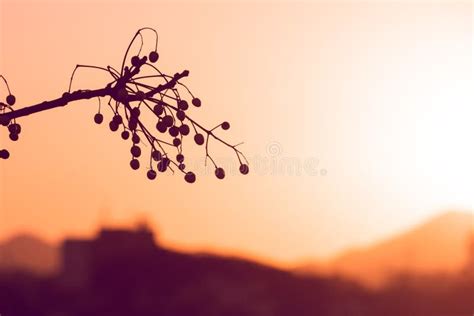 Silhouette of a Tree Branch with Sunset Background and Wide Copy Space ...