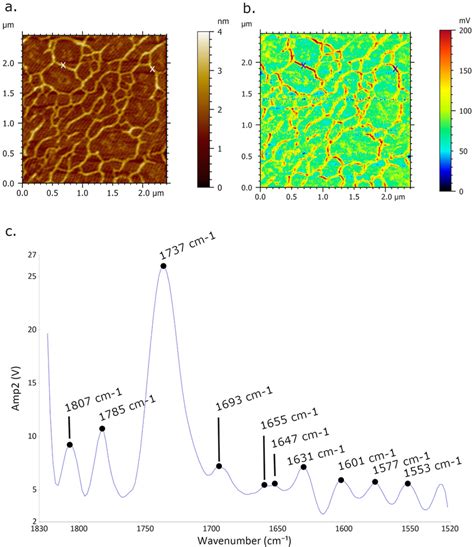 AFM IR Imaging Of DNA Network Formed Upon Spermidine Pretreated Mica