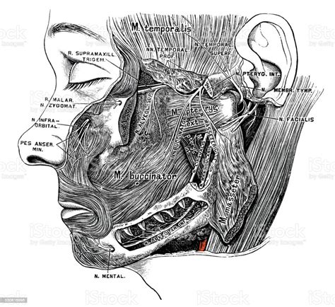 Human Anatomy Scientific Illustrations Nervus Trigeminus Stock ...