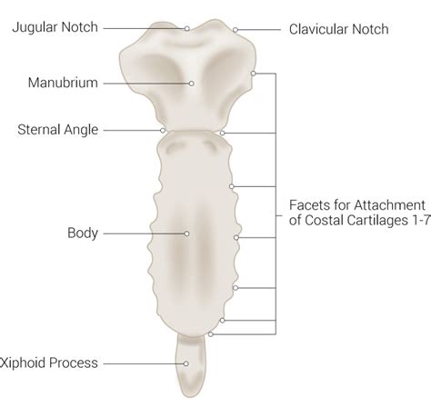 Anatomy Thorax Sternum Treatment And Management Point Of Care