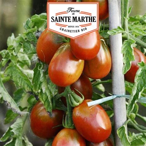 La Ferme Sainte Marthe 50 Graines Tomate Prune Noire