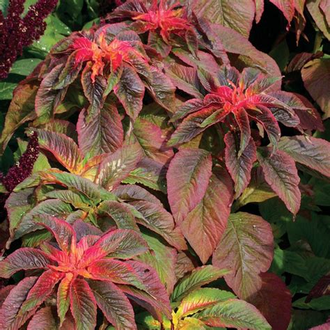 Illumination Amaranthus Seeds Gardenchamps