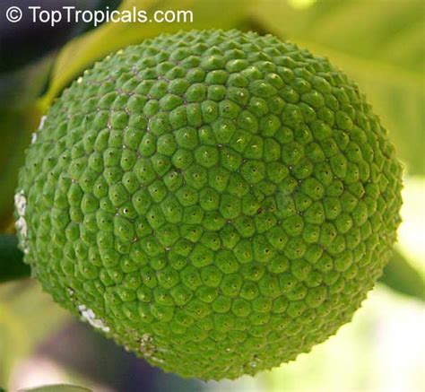 Artocarpus altilis, Artocarpus communis, Breadfruit