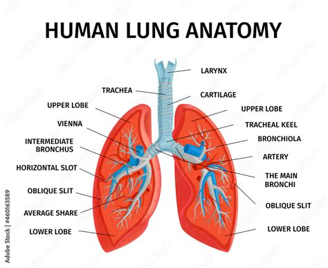 Human Lung Anatomy Diagram Stock Vector | Adobe Stock