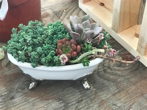 Succulent Bathtub Plantersucculent Arrangement Succulent Etsy