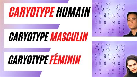 Caryotype humain comment écrire la formule chromosomique du caryotype