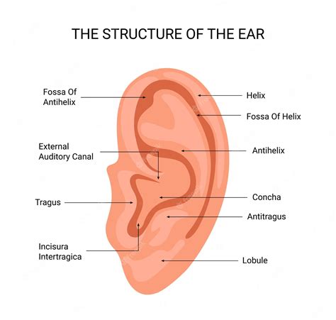 Premium Vector | A diagram of the ear labeled the structure of the ear