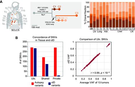 Concordance Between Ctd Ctdna And Tumor Profiling In A Fifth Sclc