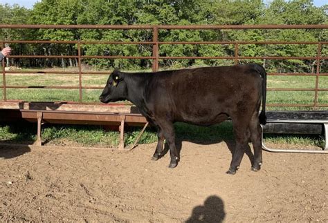 Simmental Cattle: The Future of Sustainable Farming? - Nili Ravi