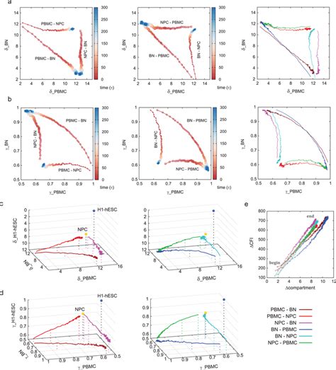 The Kinetic Pathways Of The Transdifferentiation Processes Between Pbmc