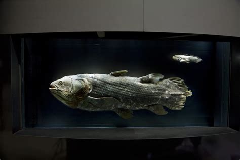 Coelacanth Fish | Coelacanths | Facts