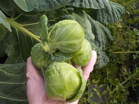 【芽キャベツ】今年の芽キャベツは特別中の特別 さるのこしかけ 家庭菜園と多肉植物