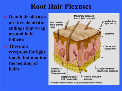 Root Hair Plexus Diagram - Best Hairstyles Ideas for Women and Men in 2023