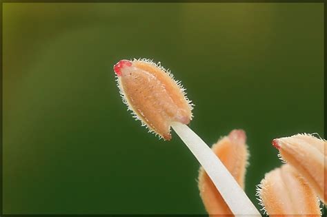 что такое тычинка. напишите определение тычинки - Школьные Знания.com