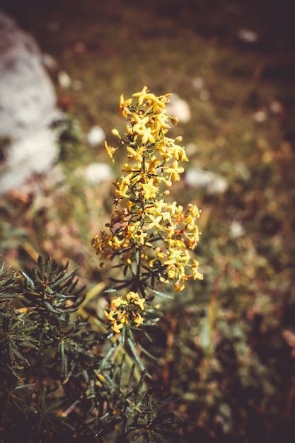 Premium Photo Galium Verum Wild Flowers Close Up View In Vanoise