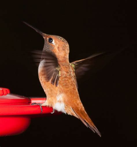 Hummingbirds In Colorado Springs – Warehouse of Ideas