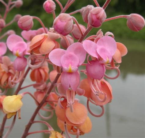 Cassia Grandis Pink Shower Tree Ouriques Farm