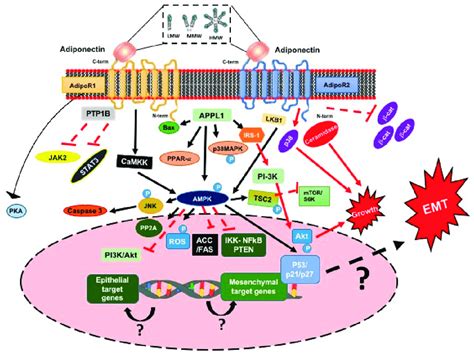 Schematic Representation Of Adiponectin Induced Signaling Pathway