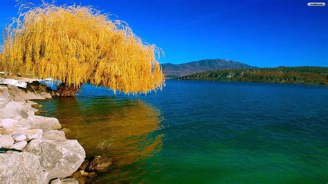 Weeping Willow Wallpapers - Wallpaper Cave