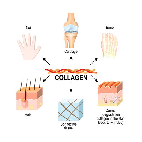 Health Benefits of Collagen Supplements - Whitney E. RD
