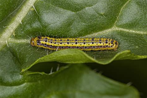 Premium Photo Great Southern White Butterfly Caterpillar