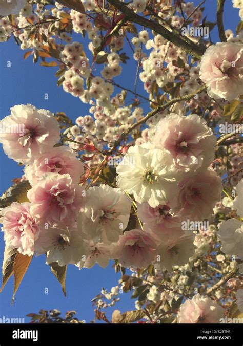 Ornamental Cherry Blossom Stock Photo - Alamy