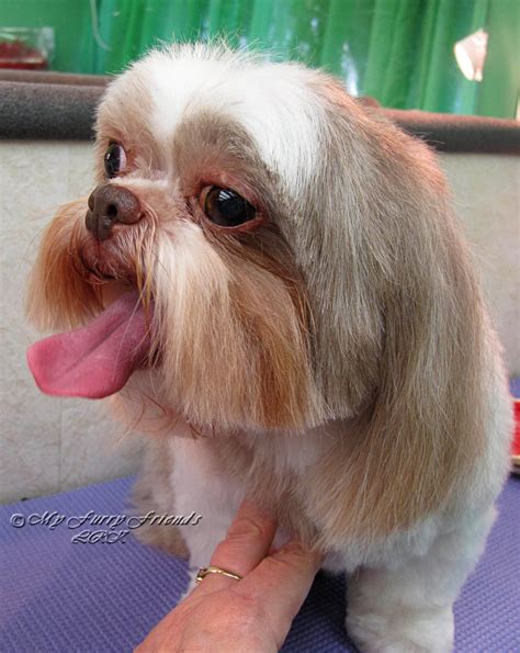 How Do You Groom A Shih Tzus Face