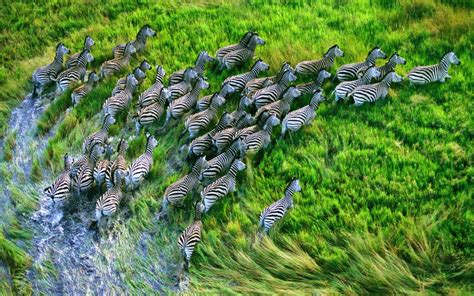 wallpaper zebra herd, grass, running HD : Widescreen : High Definition : Fullscreen