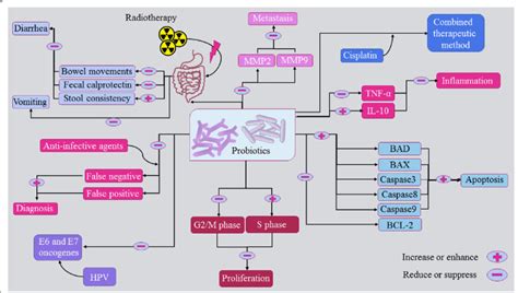 Representation Of How Probiotics Are Involved In The Prevention