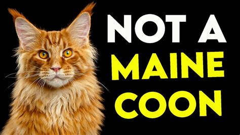 How To Tell If Your Cat Is A MAINE COON ULTIMATE Guide YouTube