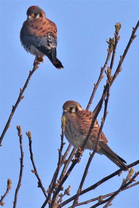 Mojave Desert bird populations plummet due to climate change | The Cottonwood Post