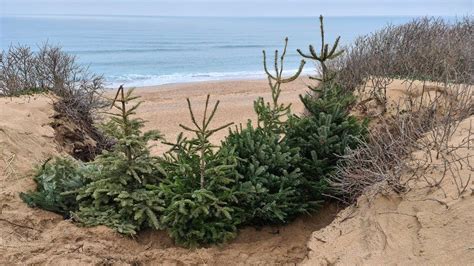 Fistral Beach Christmas Trees Used To Repair Sand Dunes At Newquay