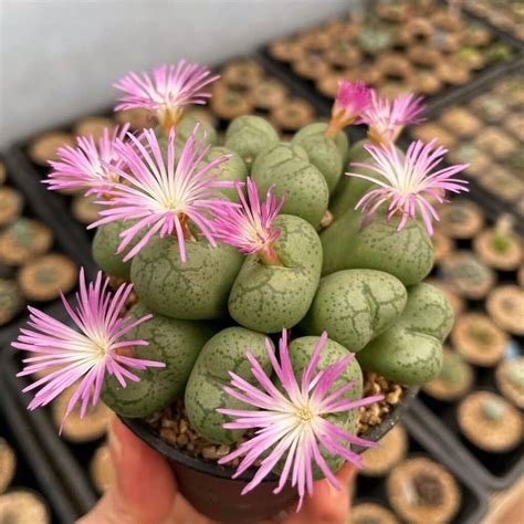 Types Of Popular Conophytum Pictorial Guide