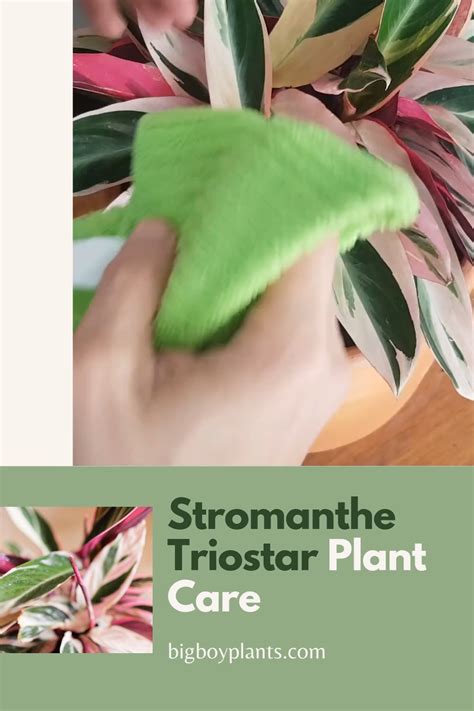 The Stromanthe Triostar Care Guide Artofit