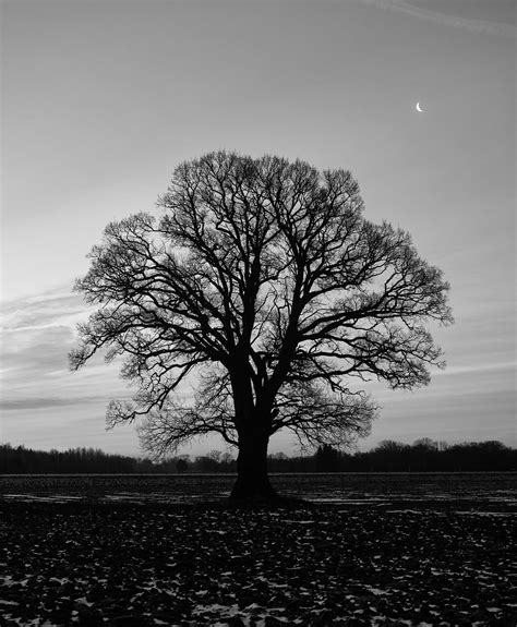 Lone Trees Bandw Page 6 Cameraderie Photography Forum