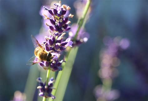 Banco De Imagens Natureza Flor Plantar Flor Roxa Mel P Len