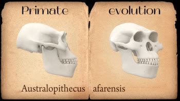 Primate Evolution, Biology Presentation - *EDITABLE* by Science with Emilie