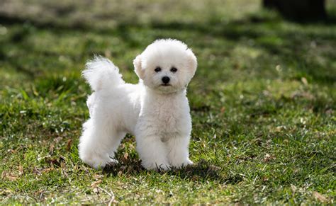 15 Adorable Bichon Frise Haircuts (With Pictures) – Dogster