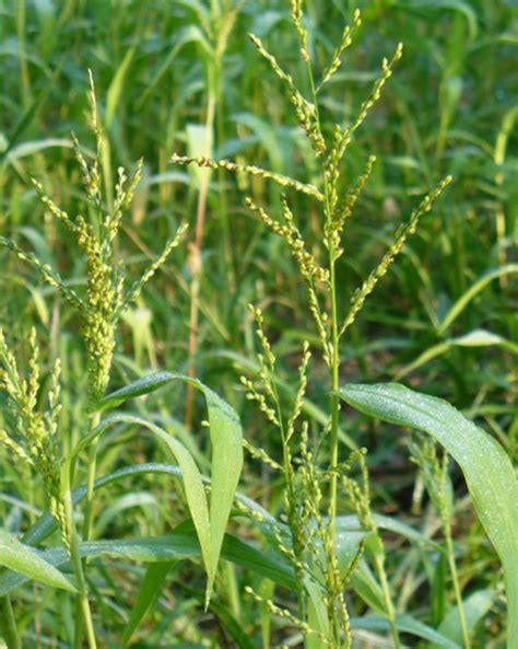 Browntop Millet Missouri Southern Seed