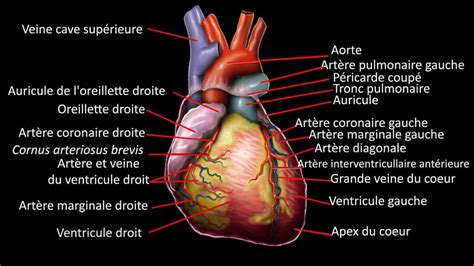 En Images Tout Savoir Sur Le C Ur