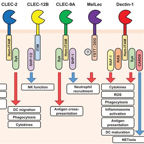 The Dectin Cluster Of Ctype Lectin Receptors Shown Is The Genomic