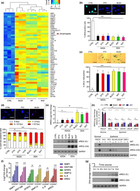 Genotoxic Agents Induce Cellular Senescence And The SASP Including