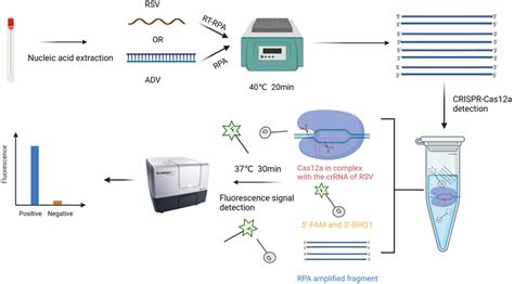 Schematic Diagram Of The Rpa Crisprcas12a Assay Detection Steps